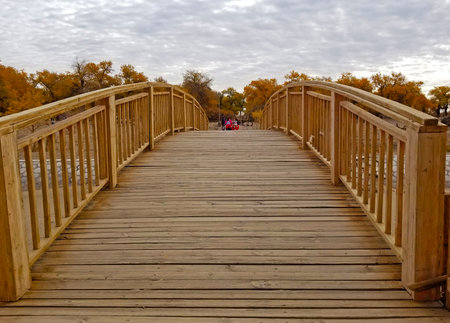 Wooden bridge with desert poplar, also known as Populus euphratica, trees on the other side, in an Inner Mongolian desert, on a cloudy autumn day -16の写真素材