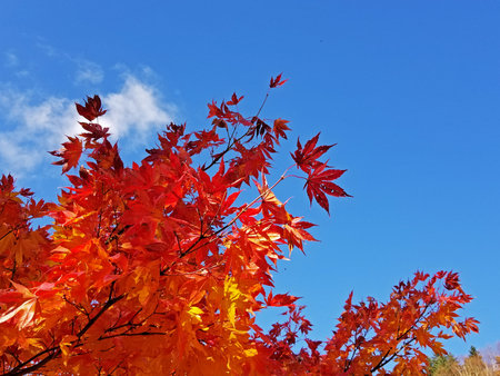 Japanese maple tree with luscious red leaves against a bright blue sky on a clear autumn day -04の写真素材