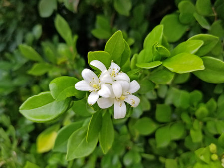 A cluster of white, orange jasmine flowers on a slightly blurred background of bright green leaves...