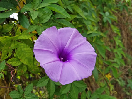 Single light purple mile-a-minute vine flower, also known as morning glory on a background of green leaves and branches -01の写真素材
