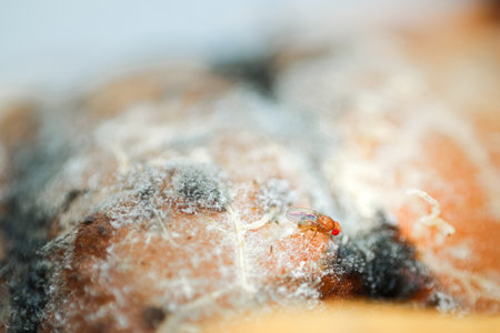 A red eyed fly on a rotten orange background.