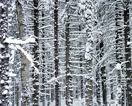 Branches and trunks of fur-trees under a snow                                   の写真素材