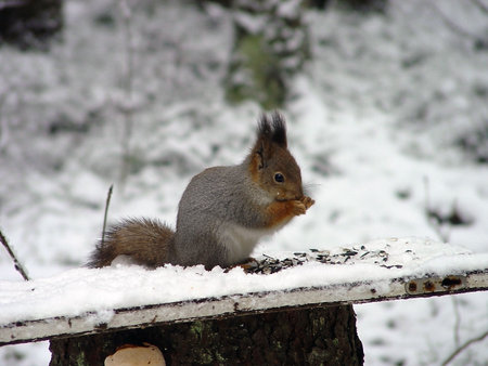 Fiber gnaws nuts. The is made in vicinities of Petrozavodsk (Russia)の写真素材