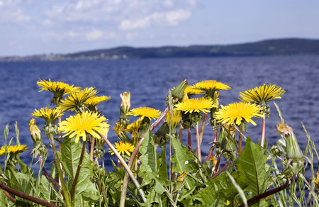 Dandelions on a background of Onega Lake, Russia