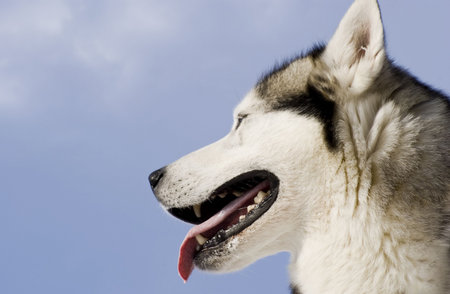 Siberian husky on a  blue sky background