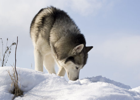 Siberian husky stands at snow mountain top