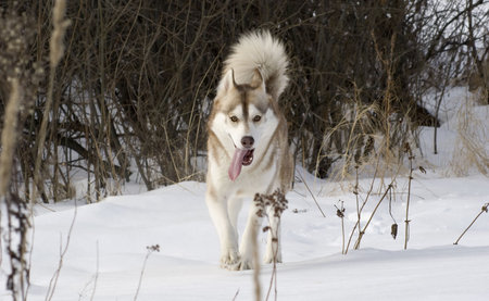 Picture of a siberian husky in a steppe landscape