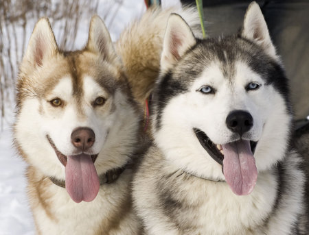 Picture of two siberian husky in a steppe landscapeの写真素材