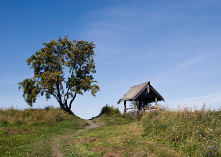 Summer landscape with a lone tree in a fieldの写真素材