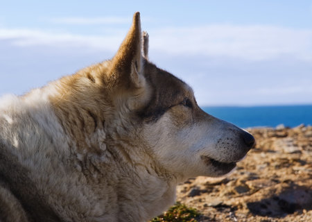 Polar summer. Eskimo dog basking in the sun