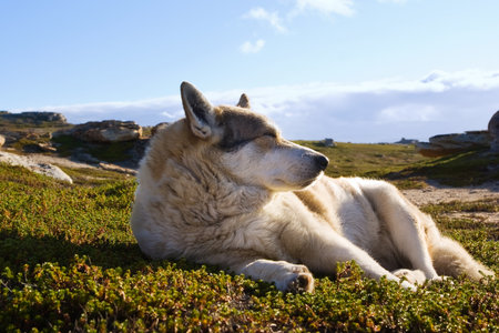 Polar summer. Eskimo dog basking in the sunの写真素材