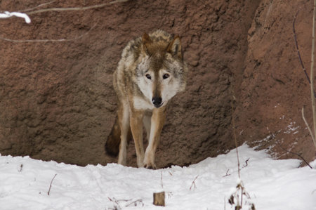 Wild dark grey wolf on the snow landscape