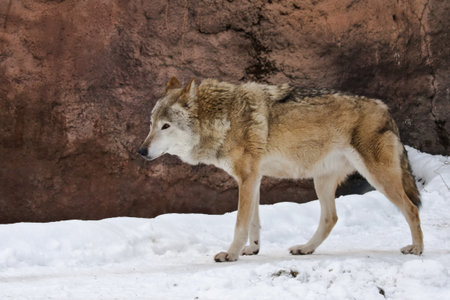 Wild grey wolf on the snow landscape
