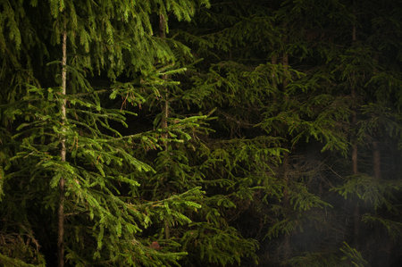 Fog shrouds fur-trees in the deep forest