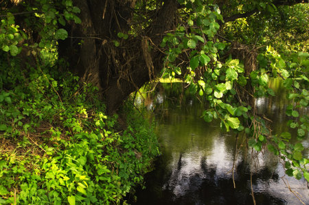 Shore of the forest lakeの写真素材