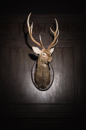 Stuffed animal of a deer at classical interiorの写真素材