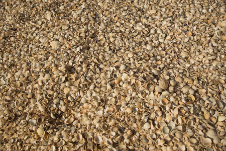 Seashell collection background. Azov sea. Dolzhanskaya Spit