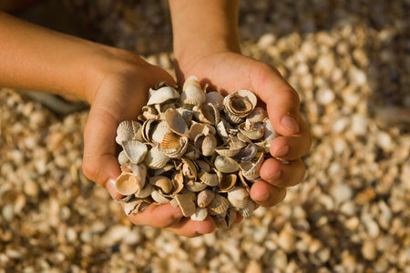a handful of shells in children's handsの写真素材