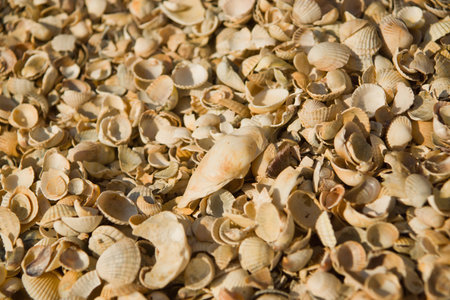Seashell collection background. Azov sea. Dolzhanskaya Spit
