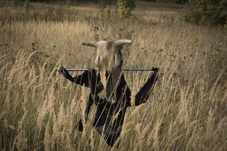 Gothic concept. Cow skull on a pole in a summer fieldの写真素材