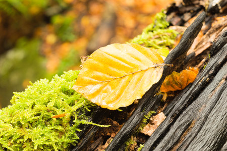 fallen leaf of the beech on a black trunk