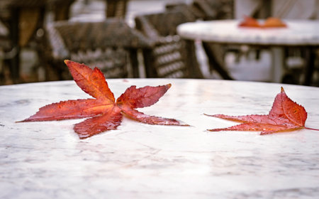 Yellow autumn leaves on a table in the park in rainy weather, autumn mood, selective focus