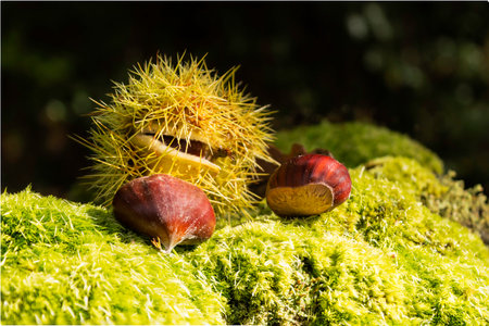 Close up of green curl of chestnuts, fallen on the remains of a trunk, with different species of moss, growing on it, in the undergrowth. Unfocused autumnal background. Vibrant colors. Asturias, Spainの写真素材