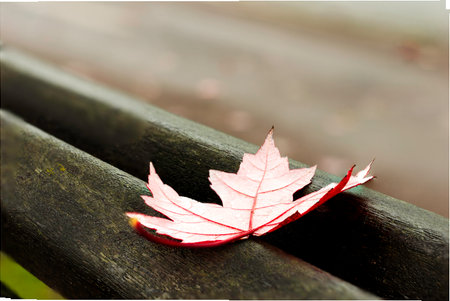 red maple autumn leaf on a red old park benchの写真素材