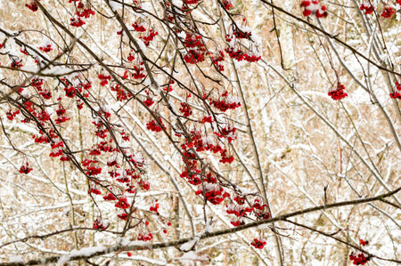 red berries under snow, snow, background, mountain ash, hawthorn