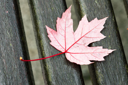 red maple autumn leaf on a red old park benchの写真素材