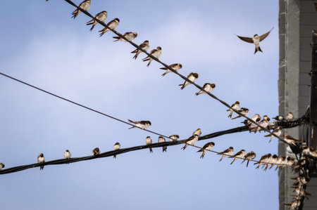 Flock of barn swallows on power lines with a blue sky in background