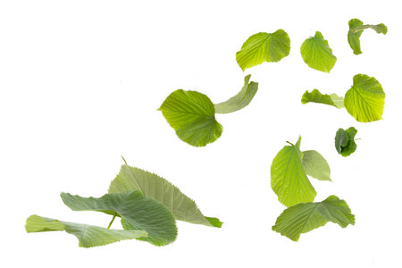 Green leaves flying isolated on white background as package design elementsの写真素材