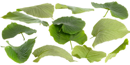 Green leaves flying isolated on white background as package design elementsの写真素材