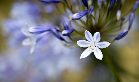Close up of a blue Agapanthus flower, Macro with unfocused background.の写真素材