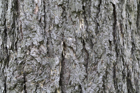 larch tree bark textural background の写真素材