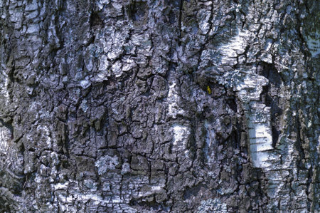 birch tree bark textural background