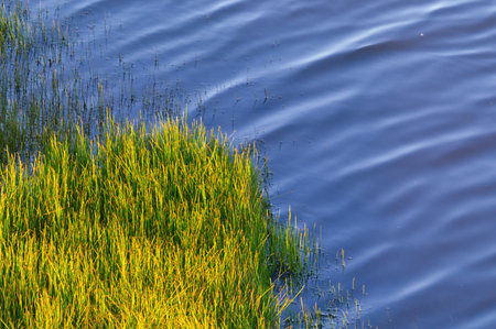 green horsetail on the river bank の写真素材