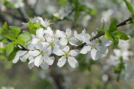 Dehiscing on plum-tree flowers 