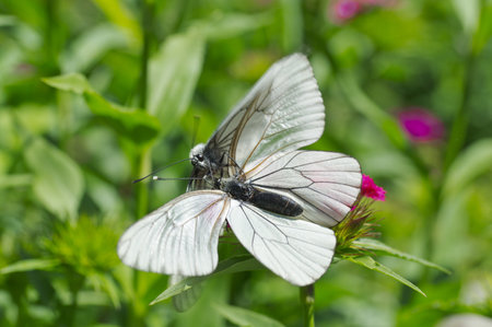 Couple of black-veined white butterflies on a flower の写真素材