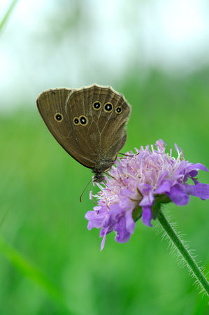 Woodland Ringlet butterfly on a widow flower.の写真素材