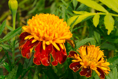 Marigold flower in the garden