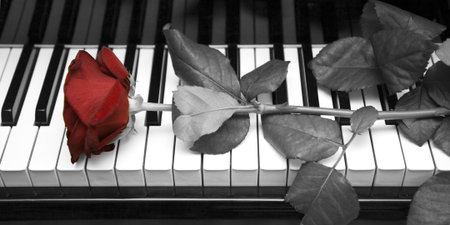The rose lying on the keyboard of a grand pianoの写真素材