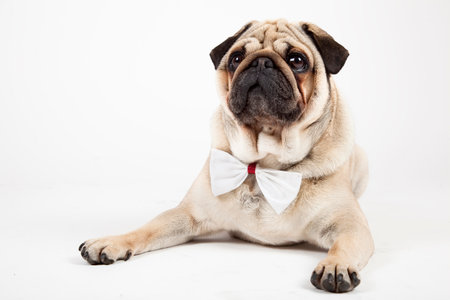 cute english bulldog isolated on white backgroundの写真素材