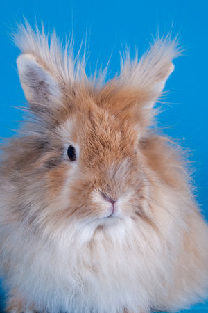 Portrait of cute rabbit, adorable and beautiful petの写真素材