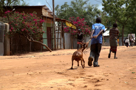 OMO VALLEY. ETHIOPIA - November 22, 2011: Unidentified people on street market in small Hamer Village. Most Omo Valley people maintain their traditional way of life.のeditorial素材