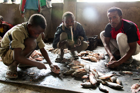Awassa, ETHIOPIA - November 20, 2011: Unidentified people on the fish market in Awassa, Ethiopia.のeditorial素材