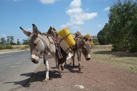 Donkeys transport water en Ethiopia, Africa.の写真素材