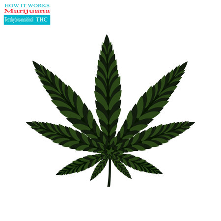 The information poster, Marijuana how it works?のイラスト素材