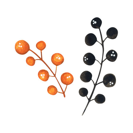 Set of two branches with berries, monochrome, black and orangeの写真素材
