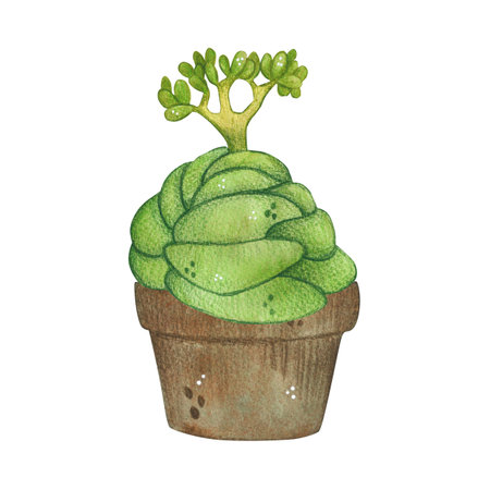 Green plant in pot, succulent. Watercolor illustration, hand drawn, cartoon. For scrapbooking, journaling, stickers, printing. Houseplant, garden, exoticの写真素材